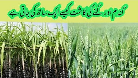 Sugarcane wheat inter cropping in Pakistan/double cropping, how to grow two crops at a time