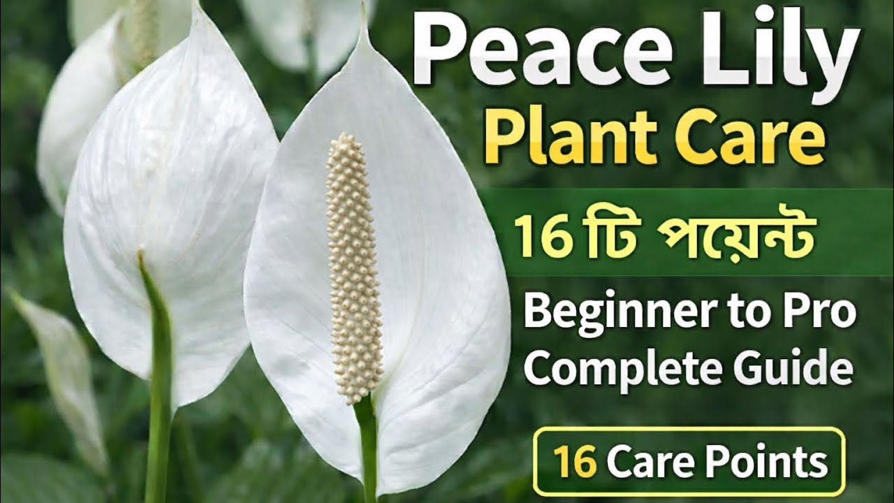 Peace Lily Plant Care | 16 টি পয়েন্টে Beginner to Pro Complete Guide 