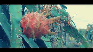 Pesona Panca Indra | Mempawah | Agrowisata Kebun Buah Naga