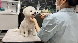 비숑 몽이 미용과정 찍어보았어요~! Bichon grooming by 다죵쌤 2,231 views 7 months ago 11 minutes, 50 seconds