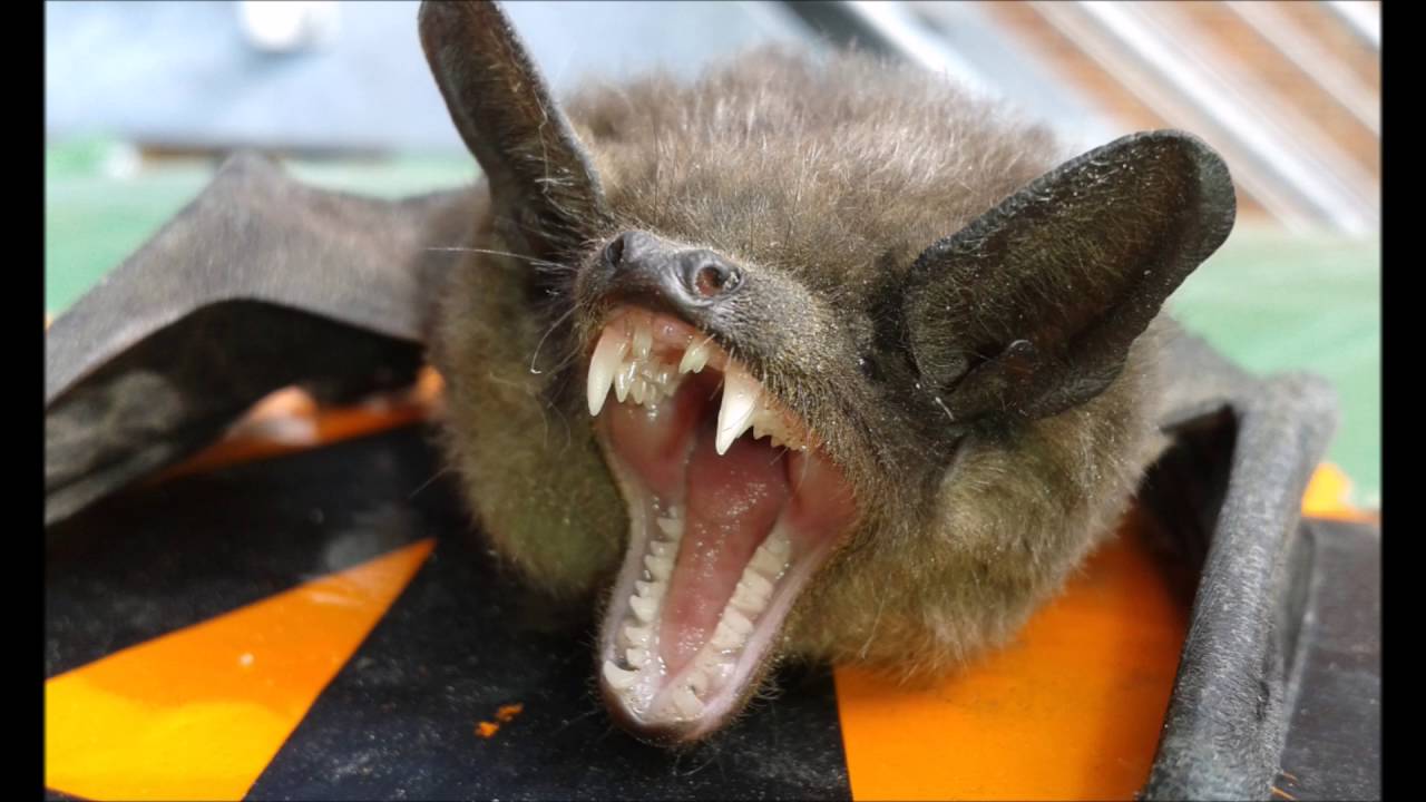 Wsciekly Nietoperz Atakuje Youtube