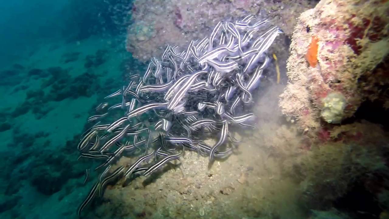 Beirut Lebanon Scuba Dive with NISD YouTube