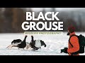 &quot;Capturing the Beauty of Black Grouse: A Photography Adventure&quot;