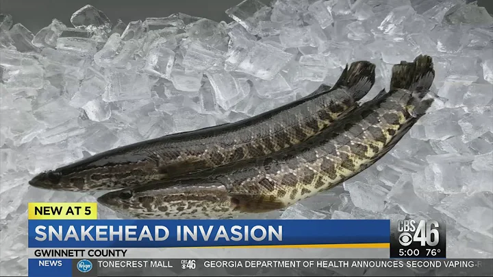Snakehead fish may be a threat to native Georgia species