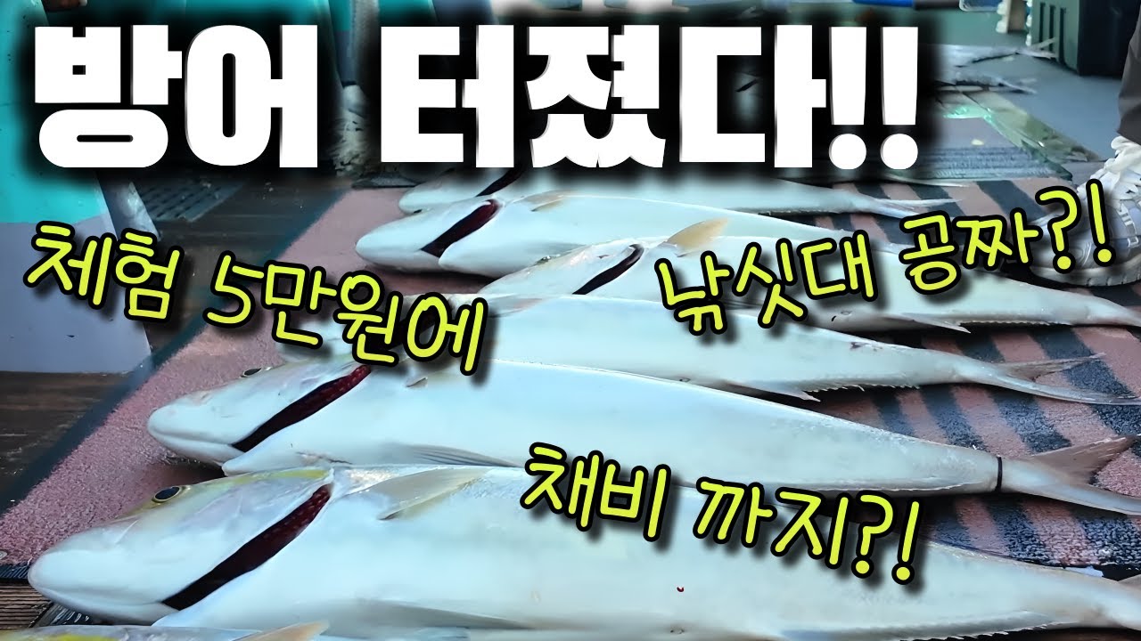 맨몸으로 가서 방어낚시!? 초보도 누구나 쉽게 입문 가능한 곳!!