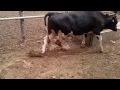 2012 06 02 الرومي ترنح بقرة لإصابتها بحمى الثلاث أيام Mp4 2012 06 02 الرومي ترنح بقرة لإصابتها بحمى الثلاث أيام Mp4