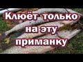 ЛУЧШАЯ приманка года ЛОВИТ ДАЖЕ ОСЕНЬЮ! Щука выбирает  Kro Spin Tail. Клюёт только на неё !