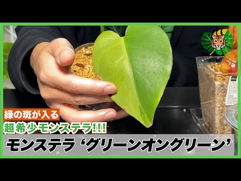 モンステラ】超希少!!明るい緑斑入りのグリーンオングリーン!!大
