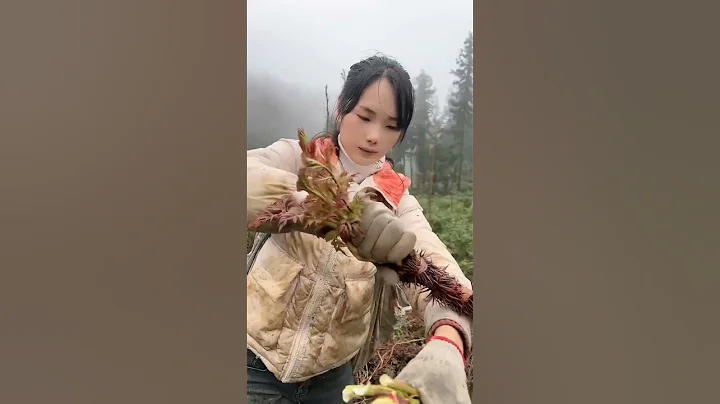 又到了吃野菜的季節了，你們有多少人吃過這些嗎？#感謝大自然的饋贈 #山裡姑娘 #幸福鄉村春耕季 - 天天要聞