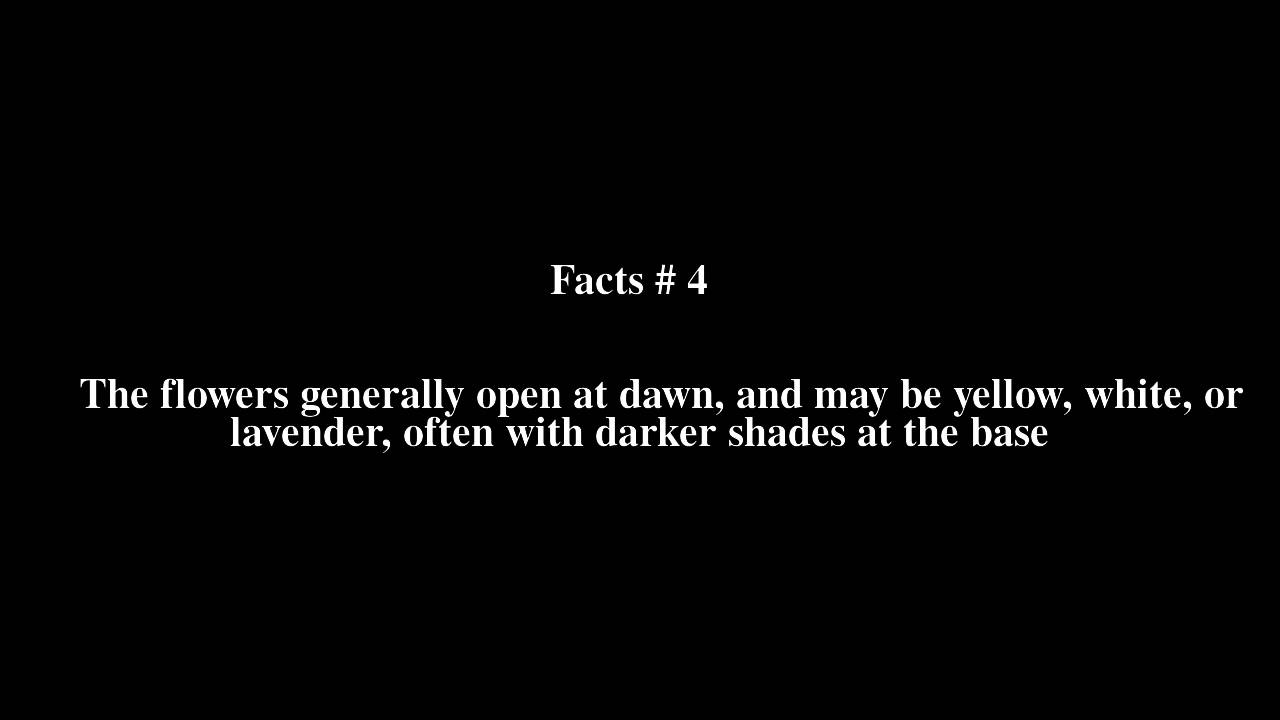 Camissonia Top # 6 Facts