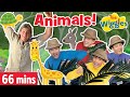 Animal Songs and Nursery Rhymes for Kids | The Wiggles | Old MacDonald / I