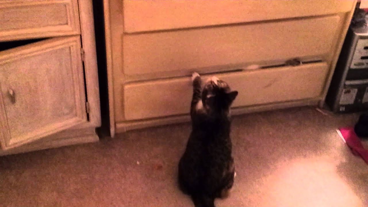 Cat caught red handed stealing underwear. YouTube