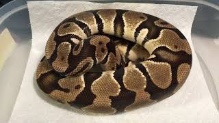 Adult Male Ball Python Orange Dream YellowBelly