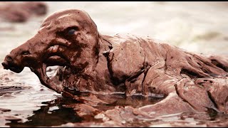 BP Oil Spill STILL Having Damaging Effect on Wildlife