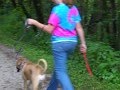 Leash walking after sit means sit training