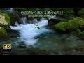 4K + 自然環境音 / 心も身体も整う湧水流れる音 / 地底湖から流れくる湧水の芹川