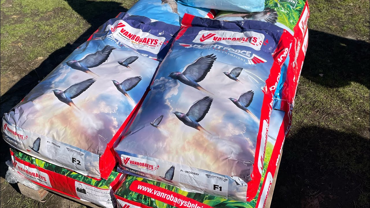 Porumbei Voiajori-David Petrea-Ce facem la porumbei în această perioadă ? 