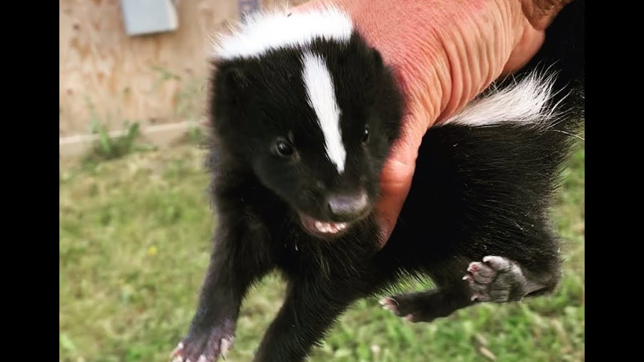 Rattlesnake In The Boiler Room - YouTube Ryan Heavy Head