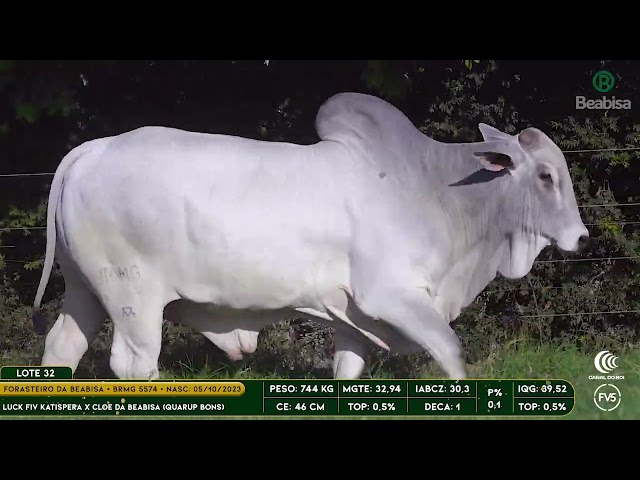 Lote 32   Leilão Genética Top Beabisa