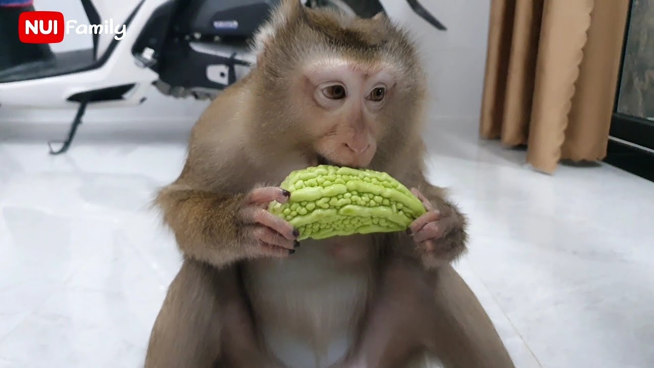 Nui's teeth chewed food normally | Nui Family