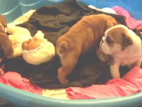 English Bulldog Bessie Smith's Puppies 031309