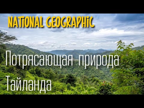 Тропический лес. Тайланд. Документальные фильмы. Красивый фильм. Живая природа. National geographic