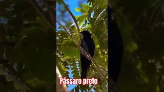 pássaro preto #birds #paisagemnatural #nature #birdsong #aves #naturezasurpreendente #bird #natureza
