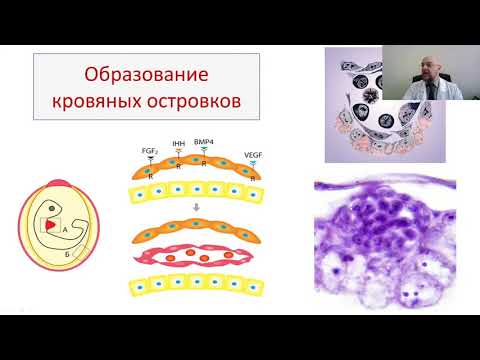 Ангиогенез: норма и патология. Введение в ангиологию. Angiogenesis: Normal Development and Pathology