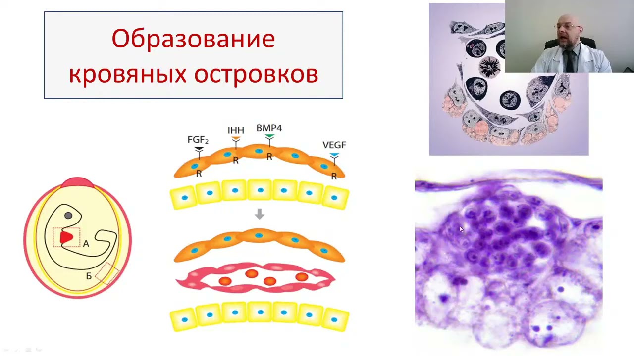Ангиогенез: норма и патология. Введение в ангиологию. Angiogenesis ...