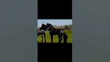 تزاوج خيل اسود اصيل 