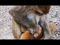 Baby Monkey Cries, Want To Breastfeed But Mother Monkey Does Not Agree