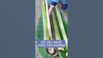 Bạn đã thấy lõi chuối trên cây chuối chưa #chuoi #tieuduong #duoclieu #duocsihung #xuhuongvideo