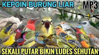 💯% KEPO❗Suara Pikat Burung Kecil #pikatburung -Terbukti Ampuh 2025
