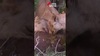 BÚFALOS ENFRENTAM LEOAS - VIDA ANIMAL #animais #buffalo #lions