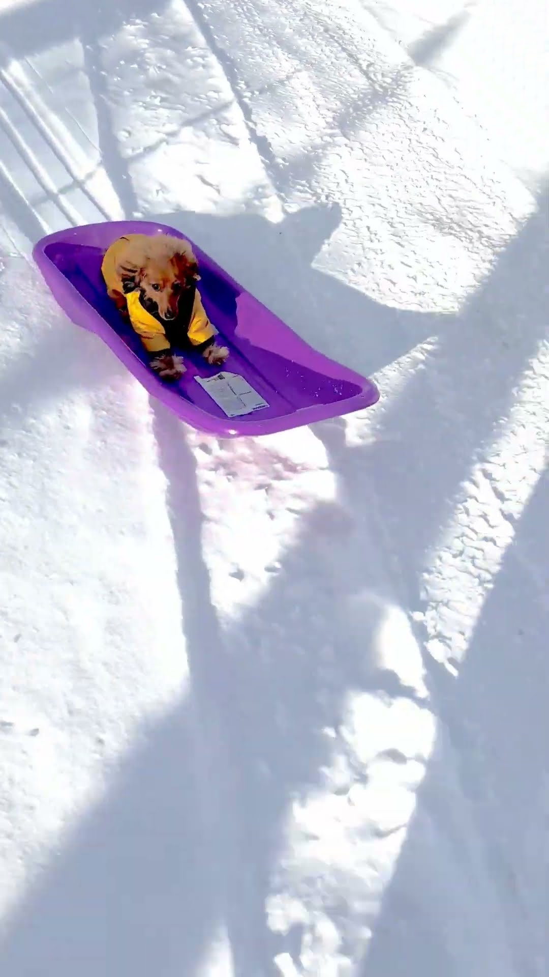Sausage Dog Goes Snow Sledding || ViralHog