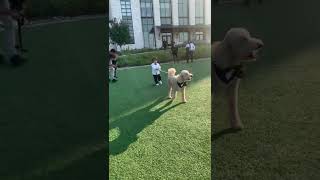 Little boy in white tuxedo walks down the aisle with dog at wedding then dog pulls him by its leash