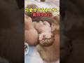 絶対ほっと一息つける猫映像#猫 #猫のいる暮らし #猫動画 #ねこ #可愛い #かわいい #可愛すぎる #2ch #癒し #ペット #動物 #2ch #shorts