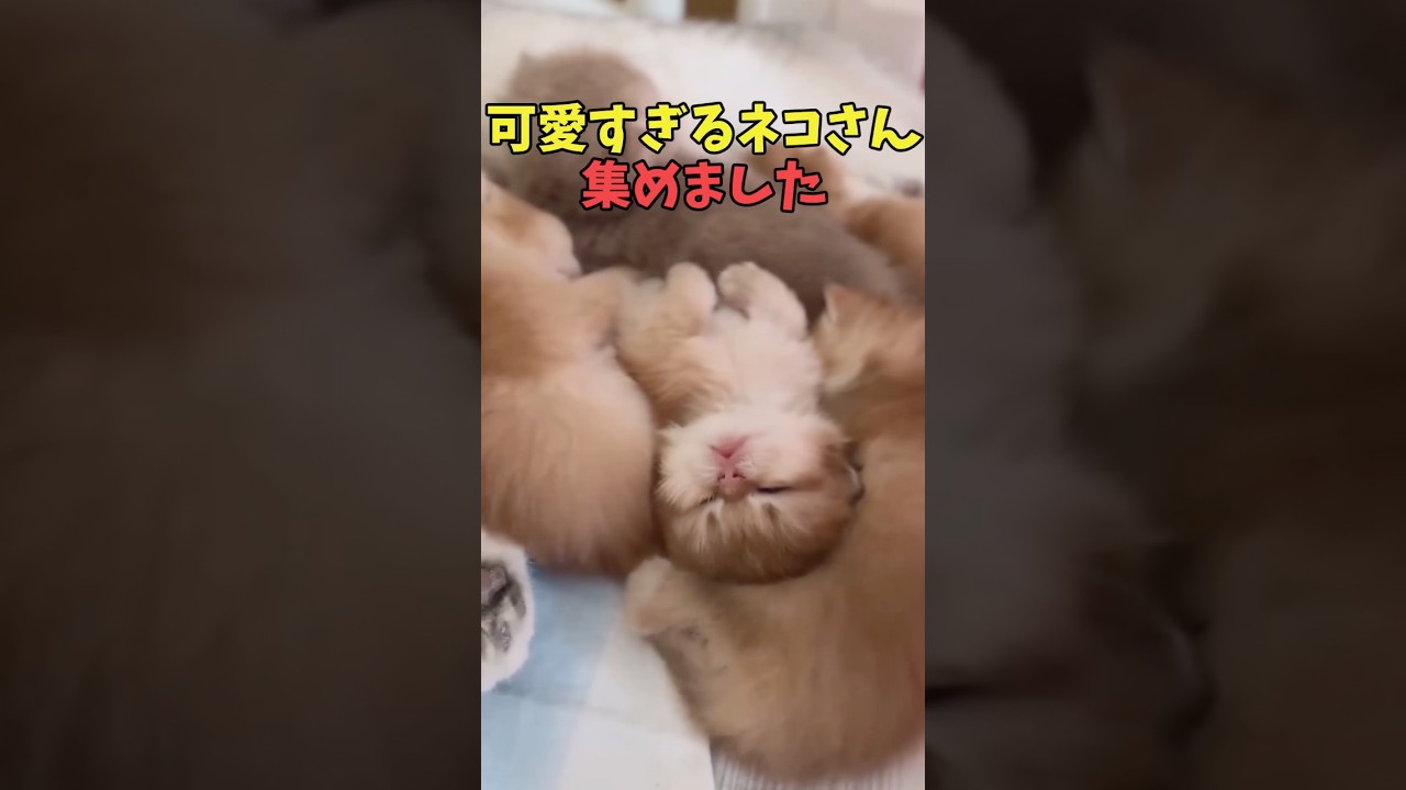 絶対ほっと一息つける猫映像#猫 #猫のいる暮らし #猫動画 #ねこ #可愛い #かわいい #可愛すぎる #2ch #癒し #ペット #動物 #2ch #shorts