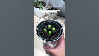 Regrowing Green Onions in Water vs Soil