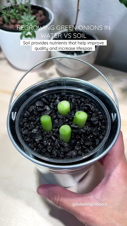 Regrowing Green Onions in Water vs Soil