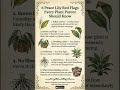 🚨 6 Peace Lily Red Flags You Can't Ignore 🌿☠️ #PeaceLily #PlantCare #Houseplants