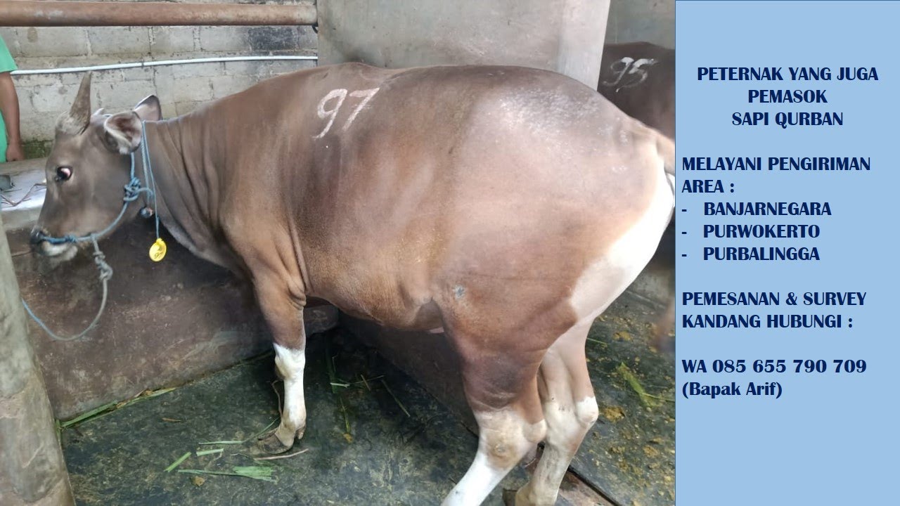 WA 085655790709 Pemasok Sapi Qurban Sapi Bali Sapi Madura Kembaran ...