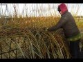 Living willow structure management