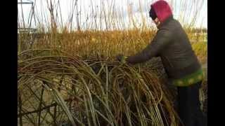 Celebrity Living willow structure management Wealth