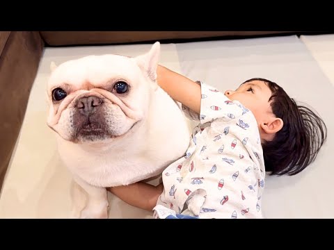 3歳児の奇行に困惑するフレンチブルドッグ