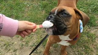 Too cold to enjoy Ice-cream? First time for everything! by Goody Two Shoes 2,112 views 2 years ago 1 minute, 36 seconds