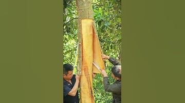 tree bark peeling technique with great cooperation #shorts