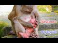 Good news from a new mother..Young Sakanie gave birth successfully on 01/06/26