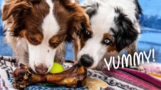 What I Feed Mini Aussies