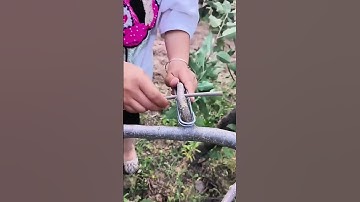 Horizontal fixing process of fruit tree branches with a practical tool
